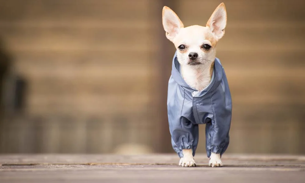 Best Dog Clothes for Small Breeds