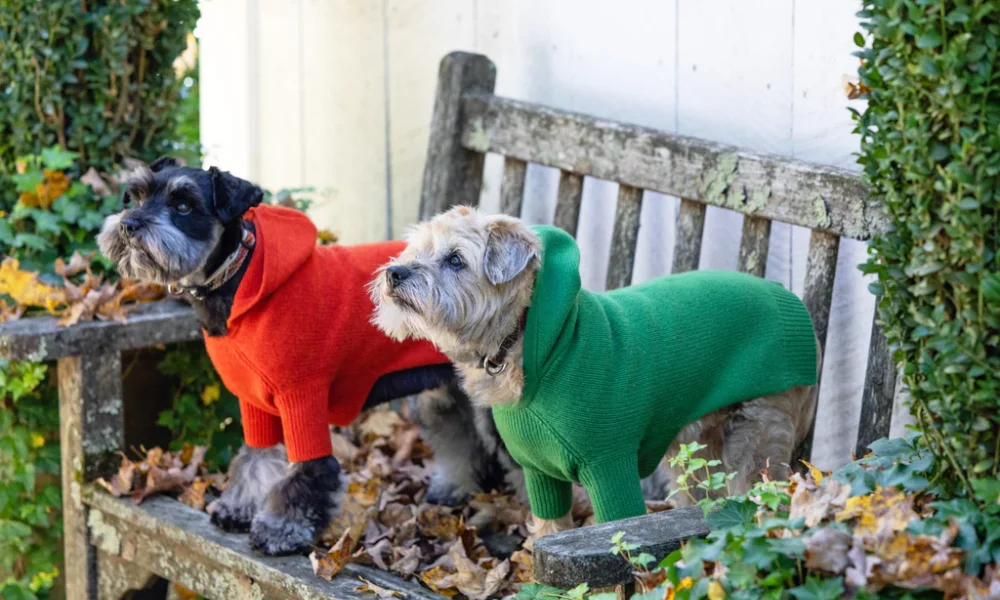 Luxury Dog Outfits with Cashmere and Wool