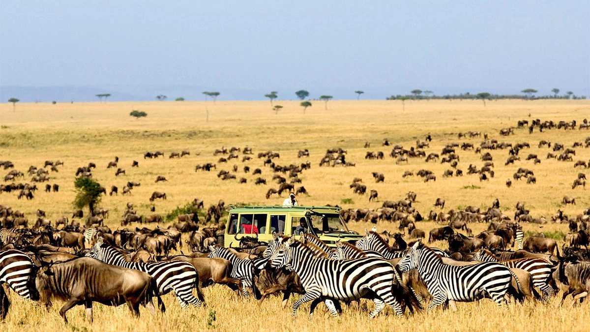 Safari vehicle surrounded by a large herd of zebras and wildebeests migrating across the vast savanna plains of the Serengeti.